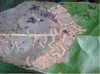 Fall Webworms on broadleaf plant Fall Webworms on broadleaf plant