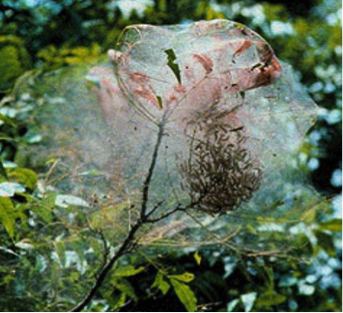 Fall Webworm web Fall Webworm web