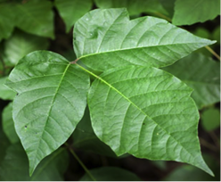 Eastern Poison Ivy